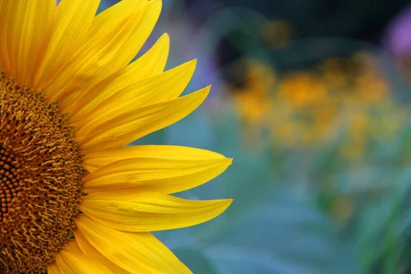 Gros plan d'un beau tournesol jaune sur un fond flou — Photo