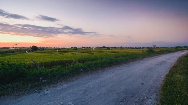 Вид на дорогу, окруженную покрытыми травой полями, снятый в Кангавани, Бали — стоковое фото