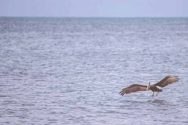Крупный план приземления пеликана на море с открытыми крыльями и размытым фоном — стоковое фото