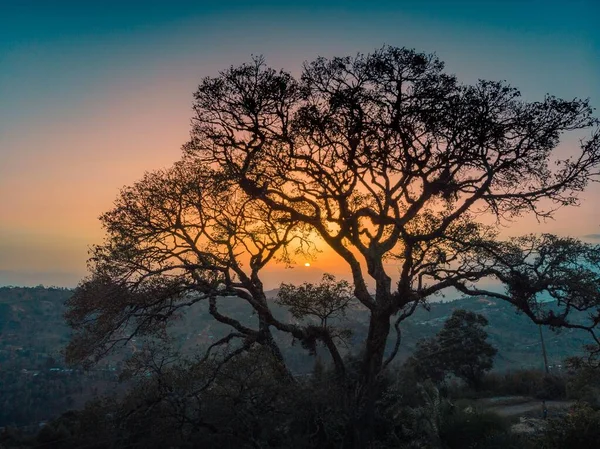 Krásný strom na kopci se západem slunce v pozadí v Tsavo západ, Taita kopce, Keňa — Stock fotografie