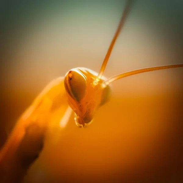 Gros plan de la tête d'un insecte Manta sur fond orange — Photo