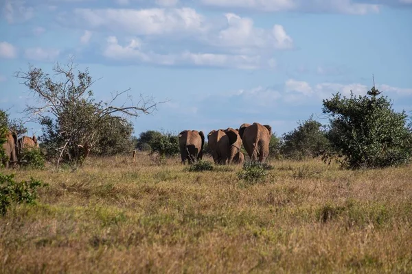 Troupeau Éléphants Sur Champ Couvert Herbe Capturé Tsavo Ouest Collines — Photo