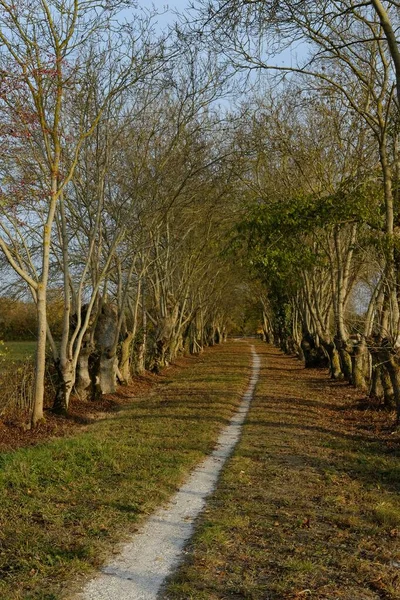 Plan Vertical Sentier Milieu Beau Paysage Automne Plein Feuilles Différentes — Photo