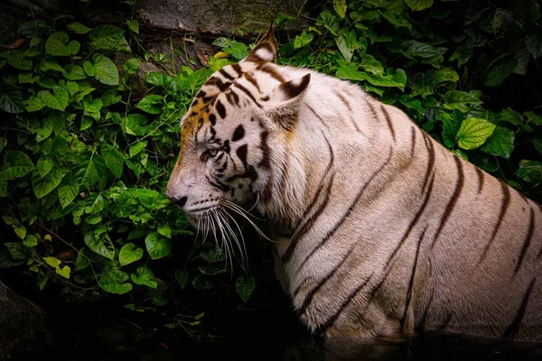 Eine Nahaufnahme Eines Wilden Bengal Tigers Neben Grünen Blättern Die — Stockfoto