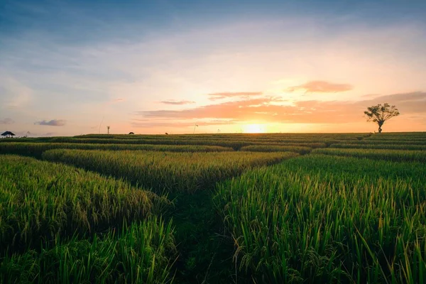 Beautiful view of the green fields at the sunrise captured in Canggu Bali — Stock Photo, Image