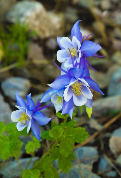 Mise au point sélective de belles fleurs de Columbine bleu Colorado sur fond flou — Photo