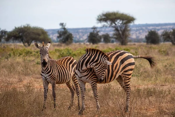 Hermosa toma de dos cebras en el campo cubierto de hierba en Tsavo oeste, colinas Taita, Kenia —  Fotos de Stock