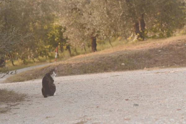 Aufnahme einer Katze, die mitten auf einer Straße sitzt und direkt in die Kamera blickt — Stockfoto