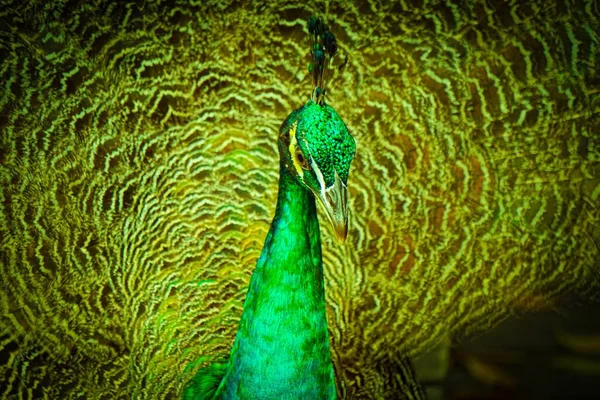 Ένα Κοντινό Πλάνο Μιας Πανέμορφης Κουκουβάγιας Πράσινο Λαιμό — Φωτογραφία Αρχείου
