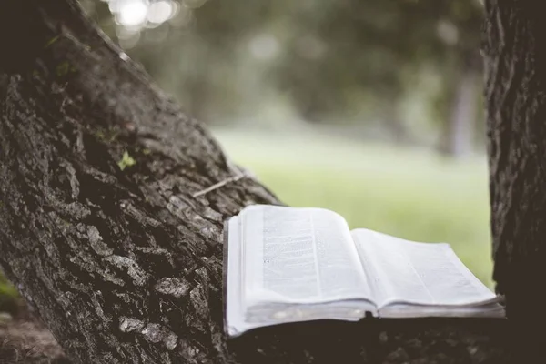 Primer plano de una biblia abierta sobre un árbol con un fondo borroso — Foto de Stock