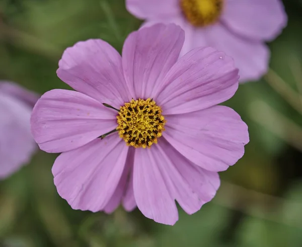 Primer plano de una hermosa flor rosa Garden Cosmos sobre fondo borroso — Foto de Stock