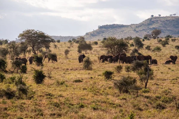 ケニアのタイタヒルズのTsavo西のジャングルの草に覆われたフィールド上の象の群れ — ストック写真