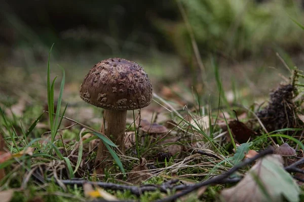 Primer plano de enfoque selectivo de un hongo agárico creciendo en medio de un bosque —  Fotos de Stock