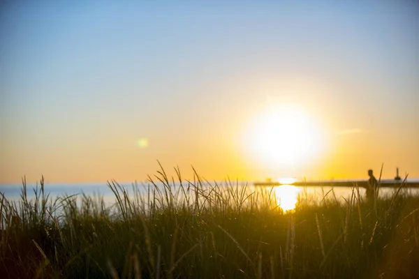 Крупним планом знімок трав'янистого поля з сонцем, що сяє на розмитому фоні — стокове фото