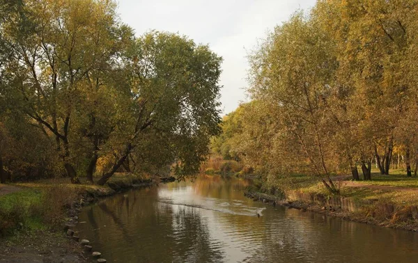 Moskova Sonbaharda Parktaki Nehirde Yüzen Ördeklerin Güzel Bir Görüntüsü — Stok fotoğraf