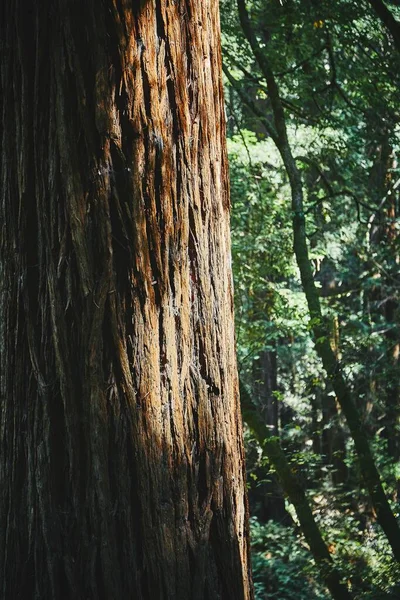 Вертикальный снимок большого дерева посреди красивого леса — стоковое фото