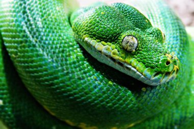 Closeup shot of a green tree python snake clipart