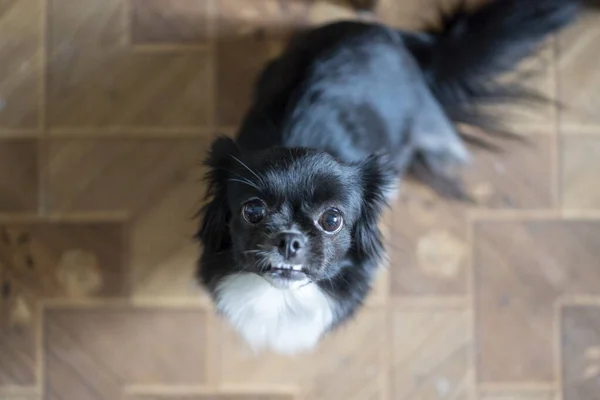 Ένα Πλάνο Υψηλής Γωνίας Ενός Χαριτωμένου Μαύρου Σκύλου Κοιτάζοντας Την — Φωτογραφία Αρχείου