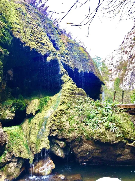 Vertical shot of rock formations covered with moss near a river in the forest — 스톡 사진