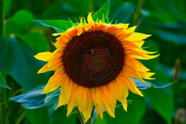 Zbliżenie strzał z wspaniały słonecznik na rozmyte zielone tło — Zdjęcie stockowe