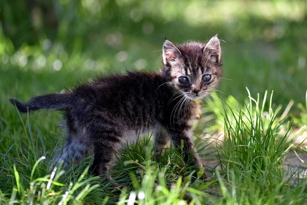 Nahaufnahme selektive Fokusaufnahme eines niedlichen Kätzchens mit traurigen, ausdrucksstarken Augen — Stockfoto