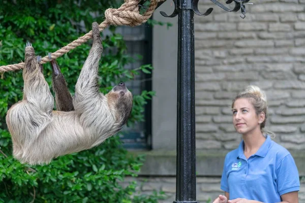 Zoo Sloth — Photo