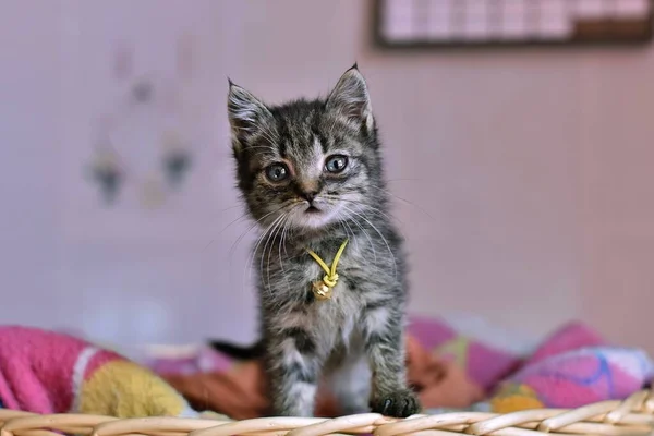 Closeup tiro foco seletivo de um gato doméstico bonito de cabelos curtos com uma expressão facial assustada — Fotografia de Stock