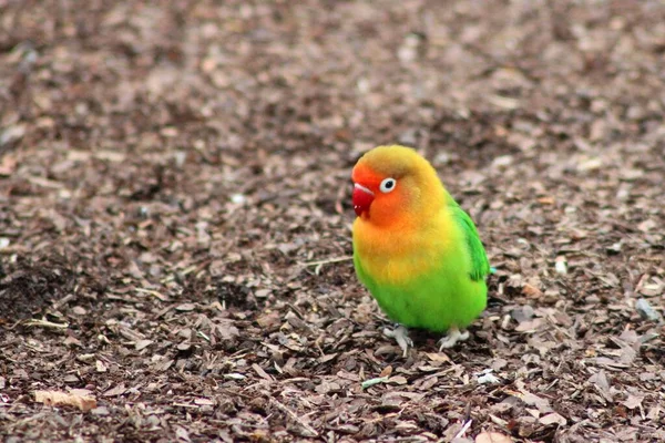 Closeup shot of a cute budgie on a blurred background — Stock Photo, Image