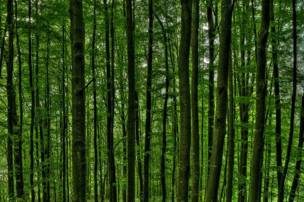 Close-up shot van hoge bomen in het midden van een groen bos — Stockfoto