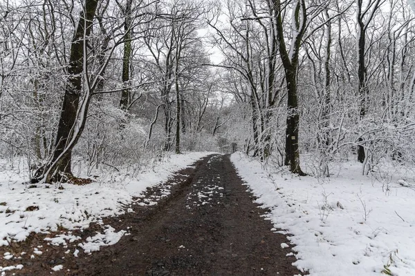 泥泞的道路被雪地覆盖着美丽的树木 — 图库照片