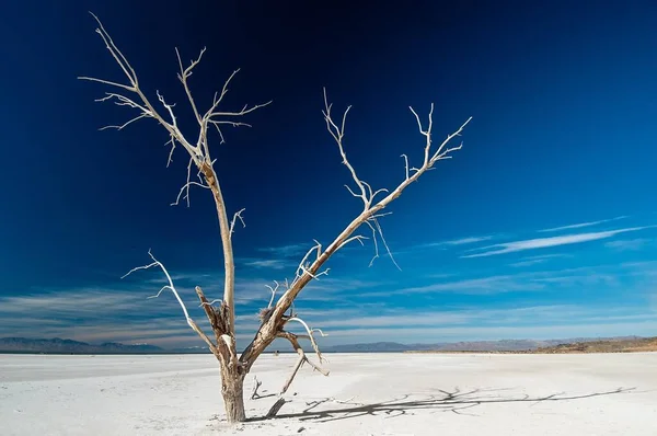 Красивый снимок изолированного замерзшего дерева, растущего в заснеженной земле — стоковое фото