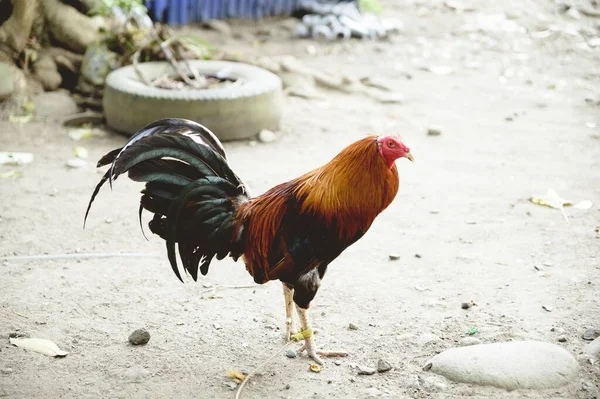 Closeup shot of a rooster walking on a sandy surface with a blurred background — Stock Photo, Image