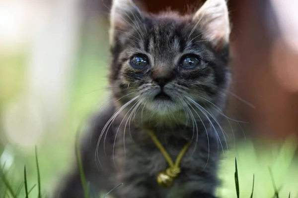선택적 인 초점 감응슬픈 표정의 눈을 가진 귀여운 새끼 고양이의 촬영 — 스톡 사진