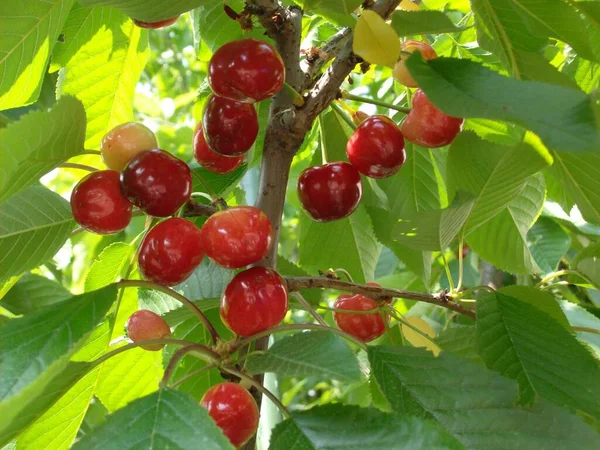 Primer plano de deliciosas cerezas rojas frescas que crecen en medio de un jardín — Foto de Stock