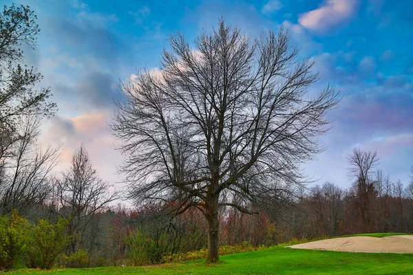 Prachtig shot van een kale droge boom in het midden van het veld met vers gras — Stockfoto