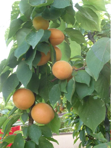 Nahaufnahme von köstlichen frischen Aprikosen, die inmitten eines Gartens wachsen — Stockfoto