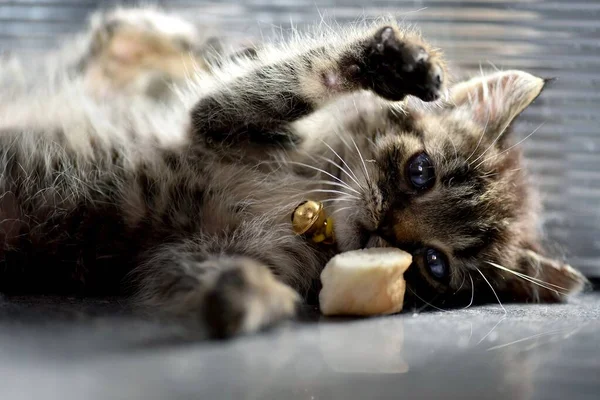 Closeup Selective Focus Shot Kitten Layin Enjoying Its Piece Bread — Stock Photo, Image