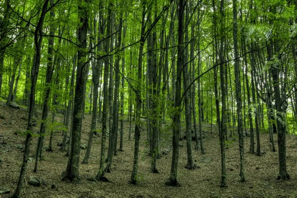 Крупный план высоких деревьев посреди зеленого леса — стоковое фото