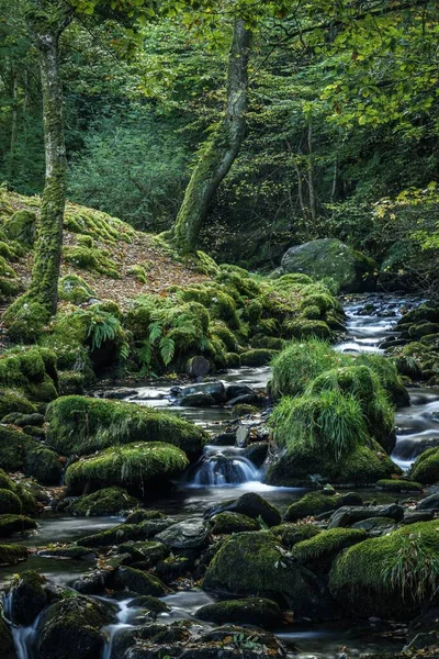 Vertikale Aufnahme eines schönen kleinen Nebenflusses, der im Sommer durch einen Wald in Wales fließt — Stockfoto