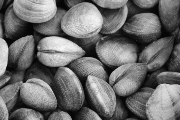 Closeup grayscale shot de um monte de cockles - ótimo para um fundo fresco — Fotografia de Stock