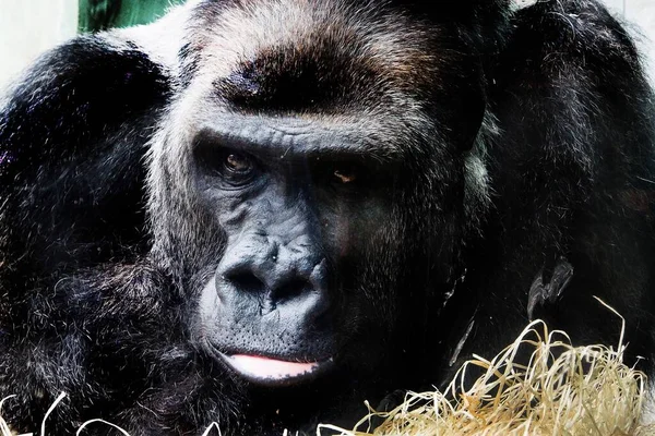 A closeup shot of a huge gorilla with an angry facial expression