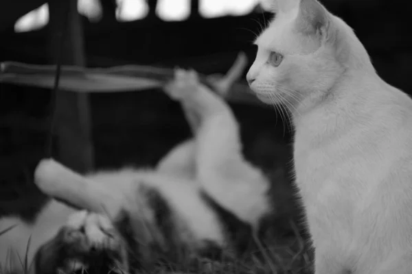 Sebuah Gambar Selektif Close Dari Kucing Putih Lucu Dengan Ekspresi — Stok Foto