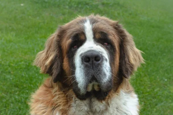 Gros plan d'un mignon chien St Bernard dans un champ vert pendant la journée — Photo