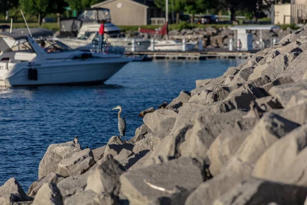 Black seabird standing on rock formations near the beautiful blue sea with white ship in background — Stock Image Black seabird standing on rock formations near the beautiful blue sea with white ship in background Stock Picture