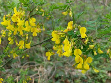 Selective focus closeup shot of cute yellow Caesalpinia flowering plants clipart