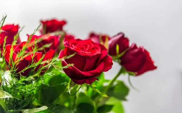 Selectieve focusshot van mooie rode rozen met een witte achtergrond — Stockfoto