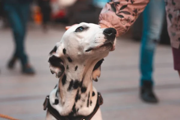 Närbild bild bild av en person petting en söt dalmatiska hund på en suddig bakgrund — Stockfoto