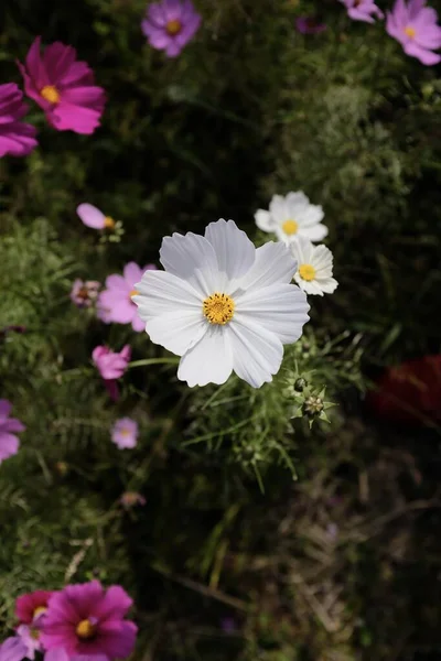 Vertikal hög vinkel närbild skott av en vacker vit trädgård Cosmos blomma — Stockfoto