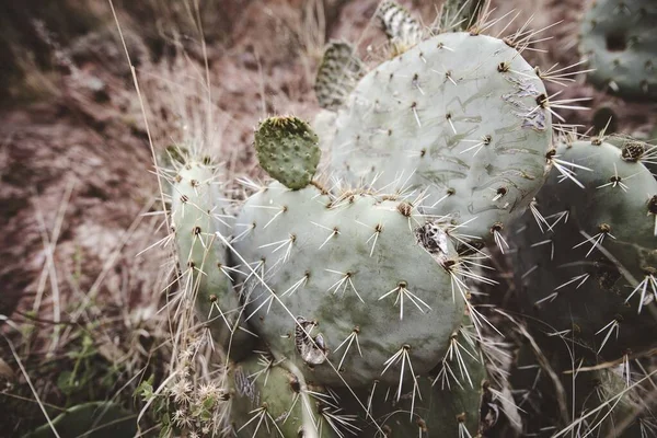 Primer plano de un cactus con un fondo borroso —  Fotos de Stock