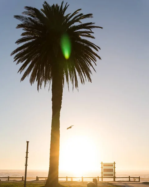 Gün batımında Camps Bay 'de muhteşem bir palmiye resmi. — Stok fotoğraf